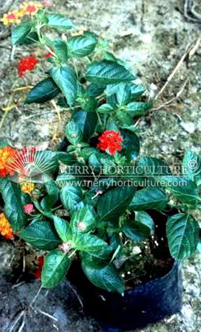 Lantana thai red